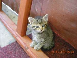 Donez pisici