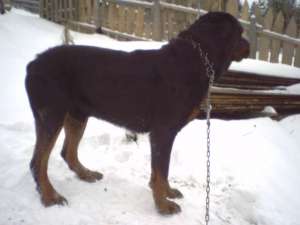 rottweiler femele