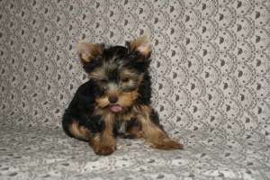 vand yorkie deosebit