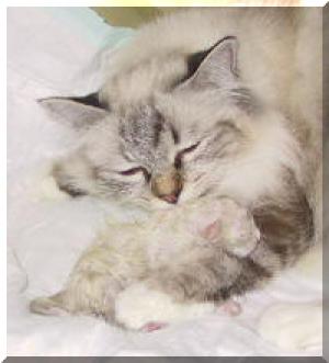 Pui feline Sacra de Birmania rarisime-seal lynk point