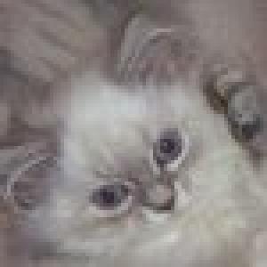 Pui feline Sacra de Birmania rarisime-seal lynk point