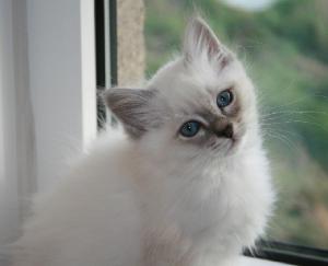 Pui feline Sacra de Birmania rarisime-seal lynk point