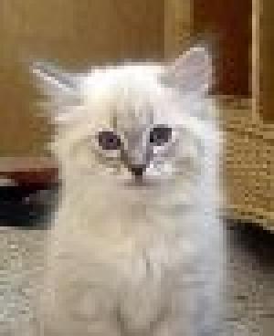 Pui feline Sacra de Birmania rarisime-seal lynk point