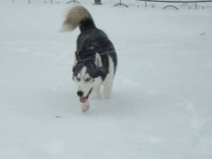 IMPERECHERE HUSKY