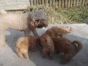 vand pui de caniche