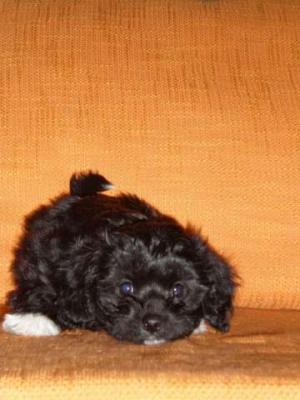 vand urgent bichoni maltez cu pedigree