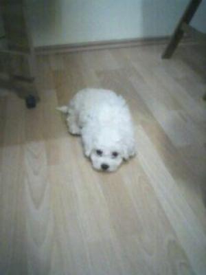 vand urgent bichoni maltez cu pedigree