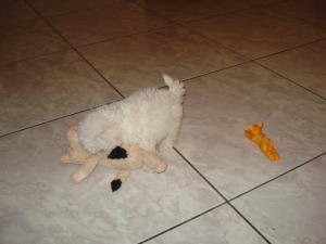 vand urgent bichoni maltez cu pedigree