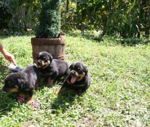 Vand Rottweiler