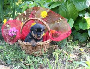 Vand Rottweiler