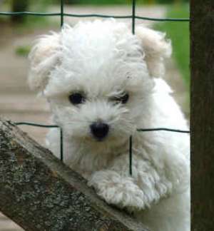 Bichon de vanzare