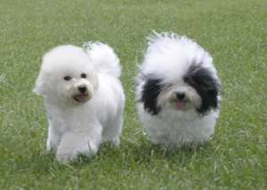 Bichon de vanzare