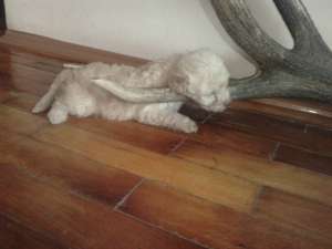 vand caniche