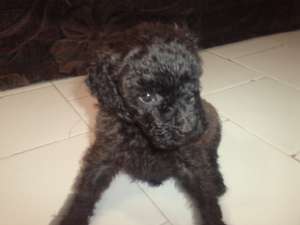 vand caniche