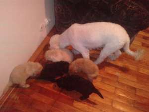 vand caniche