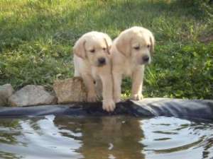 Vand Catei Labrador