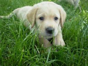 Vand Catei Labrador