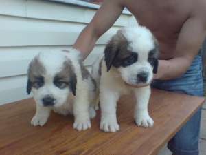 vand caini saint bernard