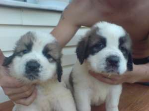 vand caini saint bernard