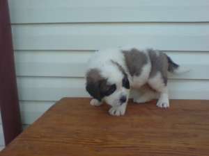 vand caini saint bernard