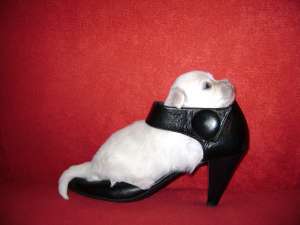 vand pui bichon maltez talie mica