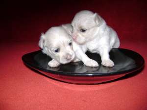 vand pui bichon maltez talie mica