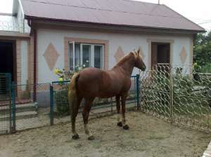 vand faiton si harmasar 10 ani