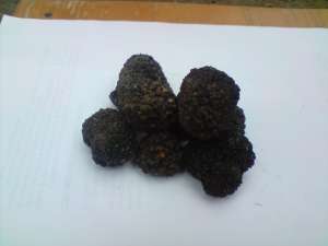 Vand Truffe ( Uncinatum )
