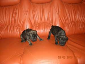 Cane corso Pui