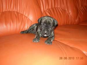 Cane corso Pui