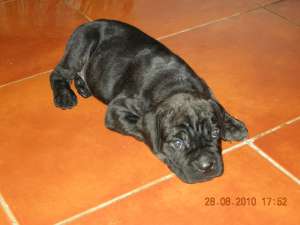 Cane corso Pui