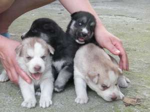 Vand pui de husky siberian
