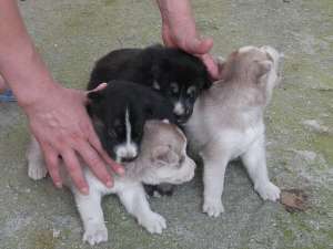 Vand pui de husky siberian