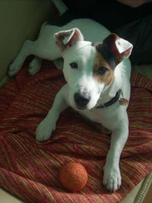 Caut femela Jack Russel Terrier pentru monta