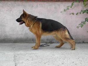 de vanzare pui de ciobanesc german