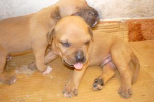 pui amstaff de vanzare