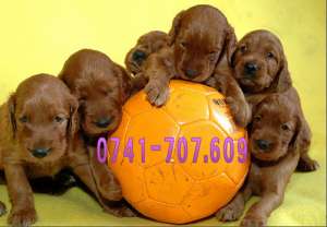 Setter Irlandez de Vanzare