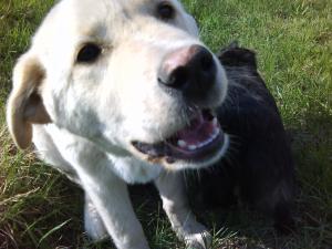 Caut Labrador MASCUL pentru imperechere