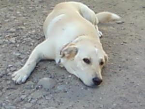Caut Labrador MASCUL pentru imperechere