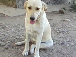 Caut Labrador MASCUL pentru imperechere