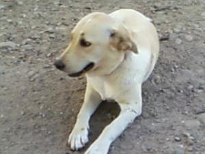 Caut Labrador MASCUL pentru imperechere