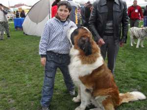 crescator vind pui cu pedigree