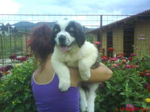 PUIUT SAINT BERNARD CU PEDIGREE