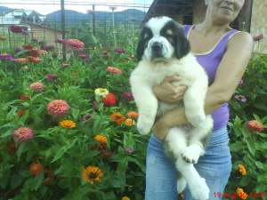 PUIUT SAINT BERNARD CU PEDIGREE