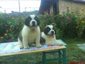 SAINT BERNARD CU PEDIGREE