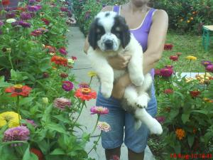 SAINT BERNARD CU PEDIGREE