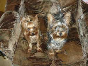 vand yorkshire terrier toy