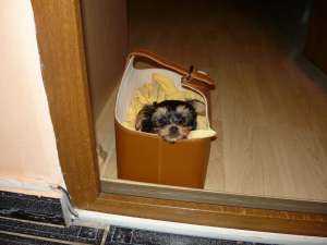 vand yorkshire terrier toy