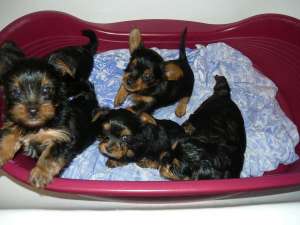 vand yorkshire terrier toy
