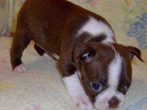 Boston Terrier pui să merg